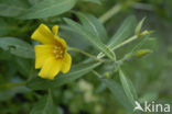 Waterteunisbloem (Ludwigia grandiflora)