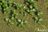 Waterteunisbloem (Ludwigia grandiflora)