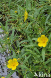 Waterteunisbloem (Ludwigia grandiflora)