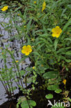 Waterteunisbloem (Ludwigia grandiflora)