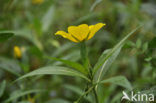 Waterteunisbloem (Ludwigia grandiflora)