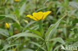 Waterteunisbloem (Ludwigia grandiflora)