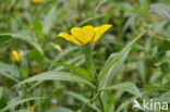 Waterteunisbloem (Ludwigia grandiflora)