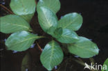 Waterteunisbloem (Ludwigia grandiflora)