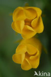 Waterteunisbloem (Ludwigia grandiflora)