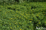 Waterteunisbloem (Ludwigia grandiflora)