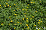 Waterteunisbloem (Ludwigia grandiflora)