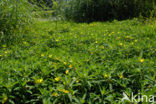 Waterteunisbloem (Ludwigia grandiflora)