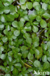 Waterteunisbloem (Ludwigia grandiflora)