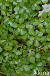 Waterteunisbloem (Ludwigia grandiflora)