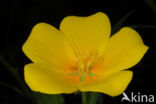 Waterteunisbloem (Ludwigia grandiflora)