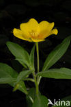 Waterteunisbloem (Ludwigia grandiflora)