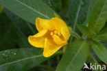 Waterteunisbloem (Ludwigia grandiflora)