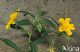 Waterteunisbloem (Ludwigia grandiflora)