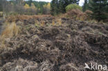 Wild Boar (Sus scrofa)