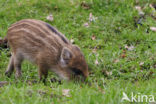 Wild Boar (Sus scrofa)
