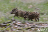 Wild Boar (Sus scrofa)