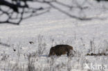 Wild Boar (Sus scrofa)