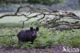 Wild Boar (Sus scrofa)