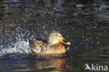 Wilde Eend (Anas platyrhynchos)