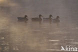 Wilde Eend (Anas platyrhynchos)