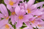 Wilde herfsttijloos (Colchicum autumnale) 