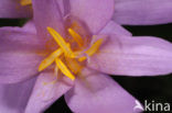 Wilde herfsttijloos (Colchicum autumnale) 