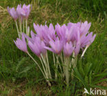 Wilde herfsttijloos (Colchicum autumnale) 