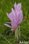 Wilde herfsttijloos (Colchicum autumnale) 