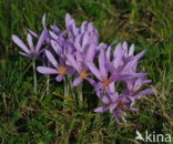 Wilde herfsttijloos (Colchicum autumnale) 