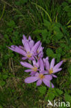 Wilde herfsttijloos (Colchicum autumnale) 