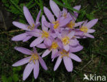 Wilde herfsttijloos (Colchicum autumnale) 