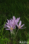 Wilde herfsttijloos (Colchicum autumnale) 