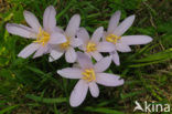 Wilde herfsttijloos (Colchicum autumnale) 