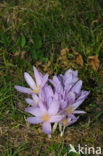 Wilde herfsttijloos (Colchicum autumnale) 