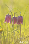 Wilde kievitsbloem (Fritillaria meleagris) 