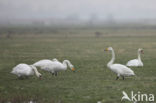 Whooper Swan (Cygnus cygnus)