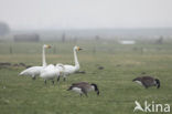 Wilde Zwaan (Cygnus cygnus)