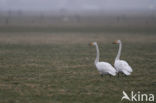 Wilde Zwaan (Cygnus cygnus)