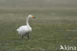 Wilde Zwaan (Cygnus cygnus)