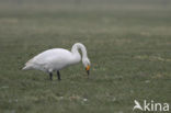 Wilde Zwaan (Cygnus cygnus)