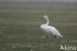 Wilde Zwaan (Cygnus cygnus)