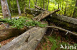 Wildnisgebiet Dürrenstein