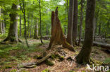 Wildnisgebiet Dürrenstein