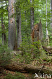 Wildnisgebiet Dürrenstein