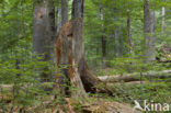 Wildnisgebiet Dürrenstein