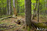 Wildnisgebiet Dürrenstein