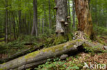 Wildnisgebiet Dürrenstein