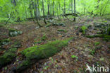 Wildnisgebiet Dürrenstein