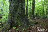 Wildnisgebiet Dürrenstein